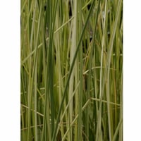 Scirpus lacustris albescens alacalı saz otu