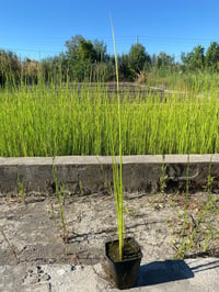 Scirpus lacustris albescens alacalı saz otu