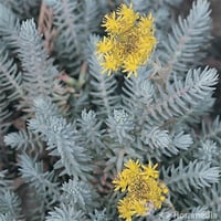 Sedum reflexum Blue Spruce Dam koruğu fidesi