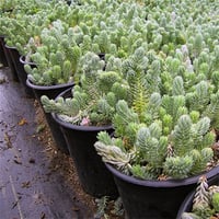 Sedum reflexum Blue Spruce Dam koruğu fidesi