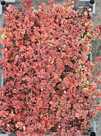 Sedum Voodoo Dam koruğu fidesi