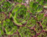 Sempervivum sukulent
