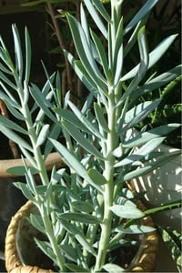 Senecio mount everest Everest Dağı Sukulenti