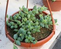 Senecio rowleyanus Tesbih Çiçeği