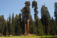 Sequoiadendron giganteum Dev Sekoya - 20-40 cm