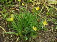 Sisyrinchium californicum Sarı gözlü çim fidesi