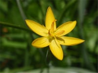 Sisyrinchium californicum Sarı gözlü çim fidesi