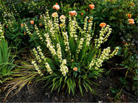 Sisyrinchium striatum Soluk sarı gözlü çim fidesi