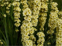Sisyrinchium striatum Soluk sarı gözlü çim fidesi
