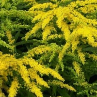 Solidago Golden Dwarf Bodur Altınbaşak otu fidesi