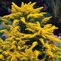 Solidago Goldkind Altınbaşak otu fidesi
