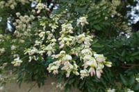 Sophora japonica Sofora fidanı