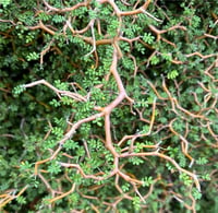 Sophora prostrata Little baby Bodur sofora fidanı
