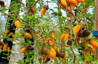 Sophora prostrata Little baby Bodur sofora fidanı