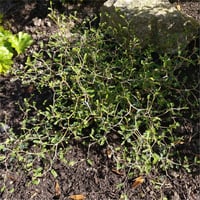 Sophora prostrata Little baby Bodur sofora fidanı
