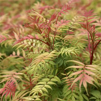 Sorbaria sorbifolia Appleberry Elma üzümü fidanı