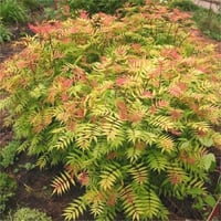 Sorbaria sorbifolia Sem Bodur Sorbaria Elma üzümü fidanı