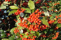 Sorbus mougeotii ÜVEZ fidanı - 40-60 cm