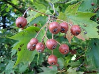 Sorbus torminalis Dağ üvezi fidanı
