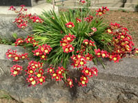 Sparaxis tricolor Gökkuşağı Çiçeği