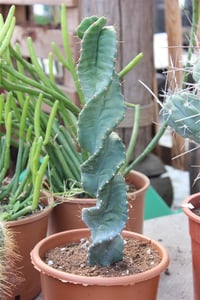 Spiral Kaktüs