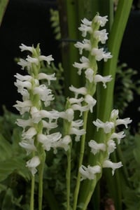 Spiranthes cernua Chadds Ford