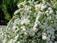 Spirea vanhouttei İspirya fidanı