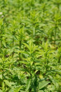 Stachys Sieboldi Conito