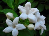 Stephanotis floribunda Madagaskar Yasemini fidanı