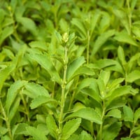 Stevia rebaudiana Şeker Otu fidesi
