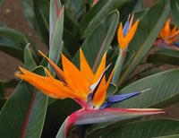 Strelitzia reginae Starliçe Turna Gagası Cennet Kuşu Çiçeği