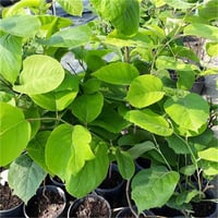 Styrax obassia kar çanı storax fidanı