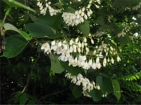 Styrax obassia kar çanı storax fidanı