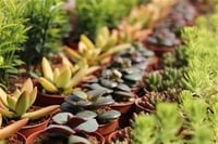 Succulent Mix Karışık Sukulent fideleri