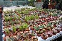 Succulent Mix Karışık Sukulent Fideleri Nadir Çeşitler