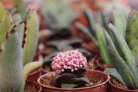 Succulent Mix Karışık Sukulent Fideleri Nadir Çeşitler