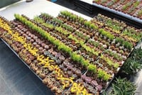 Succulent Mix Karışık Sukulent fideleri