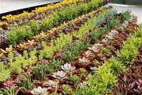 Succulent Mix Karışık Sukulent fideleri