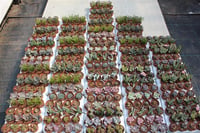 Succulent Mix Karışık Sukulent Fideleri Nadir Çeşitler