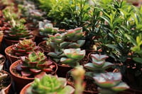 Succulent Mix Karışık Sukulent fideleri