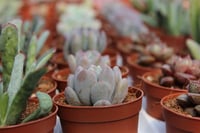 Succulent Mix Karışık Sukulent Fideleri Nadir Çeşitler