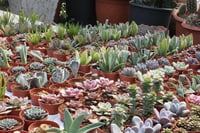 Succulent Mix Karışık Sukulent Fideleri Nadir Çeşitler