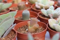 Succulent Mix Karışık Sukulent Fideleri Nadir Çeşitler