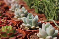 Succulent Mix Karışık Sukulent fideleri