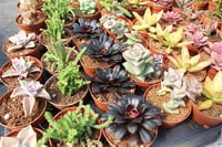 Succulent Mix Karışık Sukulent fideleri