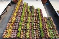 Succulent Mix Karışık Sukulent fideleri