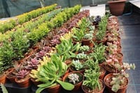 Succulent Mix Karışık Sukulent fideleri