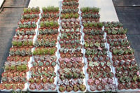Succulent Mix Karışık Sukulent Fideleri Nadir Çeşitler