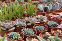 Succulent Mix Karışık Sukulent Fideleri Nadir Çeşitler