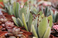 Succulent Mix Karışık Sukulent Fideleri Nadir Çeşitler